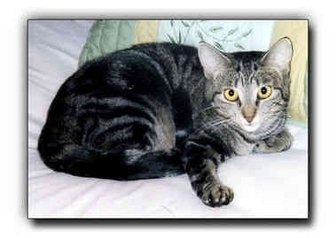 Domestic Shorthair Cat for Sale in Howell, Michigan - E.J. Domestic Shorthair Cat for Sale in Howell, Michigan - E.J.