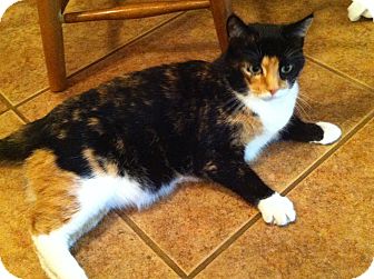 Domestic Shorthair Cat for Sale in Bentonville, Arkansas - Callie Domestic Shorthair Cat for Sale in Bentonville, Arkansas - Callie