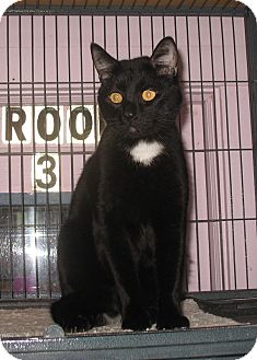 Domestic Shorthair Cat for Sale in Shelton, Washington - Tux Domestic Shorthair Cat for Sale in Shelton, Washington - Tux