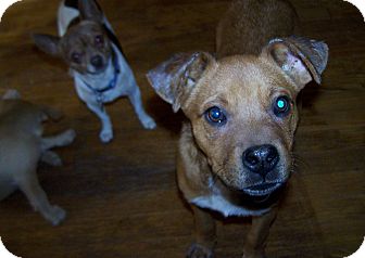 Boxer Mix Puppy for Sale in Greensboro, Georgia - Skip Boxer Mix Puppy for Sale in Greensboro, Georgia - Skip