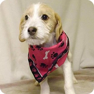 Terrier (Unknown Type, Small) Mix Puppy for Sale in Shirley, New York - January Terrier (Unknown Type, Small) Mix Puppy for Sale in Shirley, New York - January