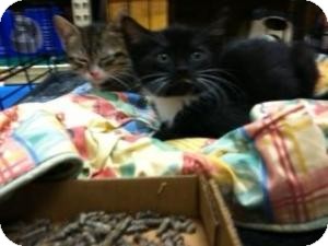 Domestic Shorthair Kitten for Sale in Cranford/Rartian, New Jersey - Tinkerbell Domestic Shorthair Kitten for Sale in Cranford/Rartian, New Jersey - Tinkerbell