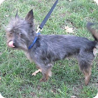 Yorkie, Yorkshire Terrier/Cairn Terrier Mix Dog for Sale in Youngstown, Ohio - Rufus ~ Adoption Pending Yorkie, Yorkshire Terrier/Cairn Terrier Mix Dog for Sale in Youngstown, Ohio - Rufus ~ Adoption Pending