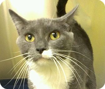Domestic Shorthair Cat for Sale in Richboro, Pennsylvania - Kate Gosling Domestic Shorthair Cat for Sale in Richboro, Pennsylvania - Kate Gosling