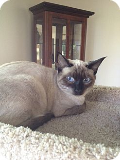 Siamese Cat for Sale in Laguna Woods, California - Purdy Siamese Cat for Sale in Laguna Woods, California - Purdy