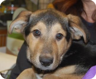Shepherd (Unknown Type) Mix Puppy for Sale in Brooklyn, New York - Justin Shepherd (Unknown Type) Mix Puppy for Sale in Brooklyn, New York - Justin