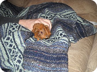 Guinea Pig for Sale in johnson creek, Wisconsin - fluffy Guinea Pig for Sale in johnson creek, Wisconsin - fluffy