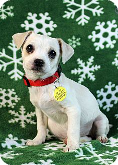 Terrier (Unknown Type, Small)/Chihuahua Mix Puppy for Sale in Westminster, Colorado - Honey Badger Terrier (Unknown Type, Small)/Chihuahua Mix Puppy for Sale in Westminster, Colorado - Honey Badger