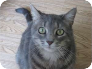 American Shorthair Cat for Sale in Huffman, Texas - Misha American Shorthair Cat for Sale in Huffman, Texas - Misha