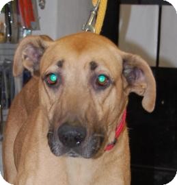 Shepherd (Unknown Type) Mix Dog for Sale in Brooklyn, New York - Simone Shepherd (Unknown Type) Mix Dog for Sale in Brooklyn, New York - Simone