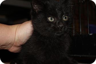 Domestic Shorthair Kitten for Sale in Chicago, Illinois - Ivy Domestic Shorthair Kitten for Sale in Chicago, Illinois - Ivy