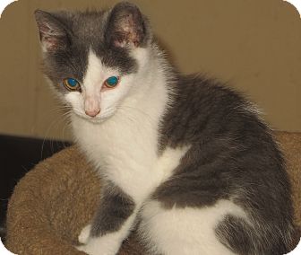 Domestic Shorthair Kitten for Sale in Catasauqua, Pennsylvania - Spitfire Domestic Shorthair Kitten for Sale in Catasauqua, Pennsylvania - Spitfire