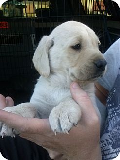 Labrador Retriever Mix Puppy for Sale in Oldsmar, Florida - Zak Labrador Retriever Mix Puppy for Sale in Oldsmar, Florida - Zak