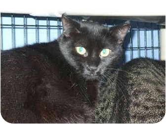 Domestic Shorthair Cat for Sale in Colmar, Pennsylvania - Monday - Barn Cat Domestic Shorthair Cat for Sale in Colmar, Pennsylvania - Monday - Barn Cat