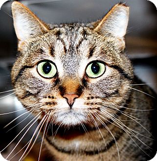 Domestic Shorthair Cat for Sale in Appleton, Wisconsin - Lilly` Domestic Shorthair Cat for Sale in Appleton, Wisconsin - Lilly`