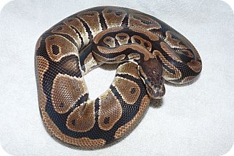 Snake for Sale in Richmond, British Columbia - Teal Snake for Sale in Richmond, British Columbia - Teal