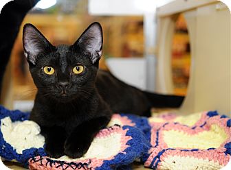 Domestic Shorthair Cat for Sale in Farmingdale, New York - Katrina Domestic Shorthair Cat for Sale in Farmingdale, New York - Katrina