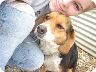 Australian Shepherd/Beagle Mix Dog for Sale in Carey, Ohio - KATIE Australian Shepherd/Beagle Mix Dog for Sale in Carey, Ohio - KATIE