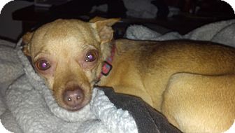 Chihuahua Mix Dog for Sale in Seattle, Washington - Sandy Chihuahua Mix Dog for Sale in Seattle, Washington - Sandy