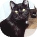 Domestic Shorthair Kitten for Sale in Vancouver, British Columbia - Spunky Domestic Shorthair Kitten for Sale in Vancouver, British Columbia - Spunky