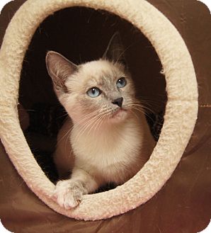 Siamese Kitten for Sale in Colorado Springs, Colorado - Rosalie Siamese Kitten for Sale in Colorado Springs, Colorado - Rosalie
