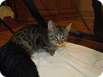 Domestic Shorthair Kitten for Sale in Medina, Ohio - Travis Domestic Shorthair Kitten for Sale in Medina, Ohio - Travis