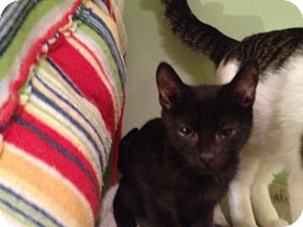 Domestic Shorthair Kitten for Sale in East Hanover, New Jersey - TJ Domestic Shorthair Kitten for Sale in East Hanover, New Jersey - TJ