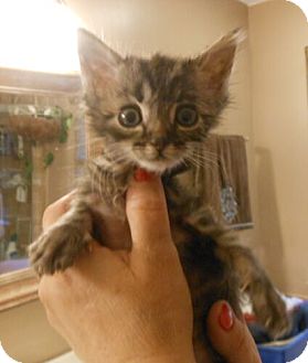 Domestic Shorthair Kitten for Sale in Sterling, Virginia - Jack Domestic Shorthair Kitten for Sale in Sterling, Virginia - Jack