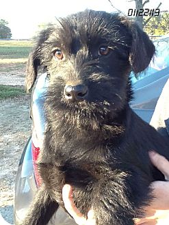 Labradoodle Mix Puppy for Sale in Springfield, Virginia - Zoe Labradoodle Mix Puppy for Sale in Springfield, Virginia - Zoe
