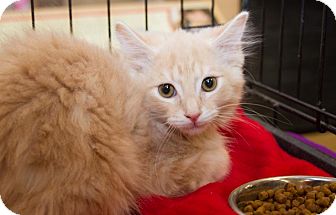 Domestic Longhair Kitten for Sale in Irvine, California - Creamsicle Domestic Longhair Kitten for Sale in Irvine, California - Creamsicle