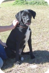 Labrador Retriever Mix Dog for Sale in Crawfordville, Florida - Rufus Labrador Retriever Mix Dog for Sale in Crawfordville, Florida - Rufus