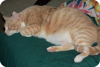 Domestic Shorthair Cat for Sale in Laguna Woods, California - Ceser Domestic Shorthair Cat for Sale in Laguna Woods, California - Ceser