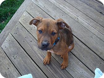 Pit Bull Terrier Mix Puppy for Sale in North Middletown, New Jersey - Tanner Pit Bull Terrier Mix Puppy for Sale in North Middletown, New Jersey - Tanner