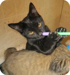 Domestic Shorthair Cat for Sale in Geneseo, Illinois - Lynn Domestic Shorthair Cat for Sale in Geneseo, Illinois - Lynn