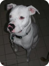 Boxer Mix Dog for Sale in Jackson, Michigan - Alfred Boxer Mix Dog for Sale in Jackson, Michigan - Alfred