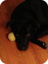 Labrador Retriever/Border Collie Mix Dog for Sale in Russellville, Kentucky - Cash Labrador Retriever/Border Collie Mix Dog for Sale in Russellville, Kentucky - Cash