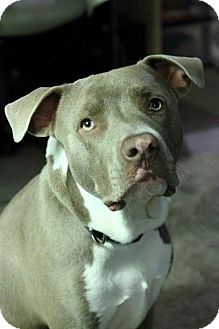 Pit Bull Terrier Mix Puppy for Sale in Gilbert, Arizona - Watson Pit Bull Terrier Mix Puppy for Sale in Gilbert, Arizona - Watson