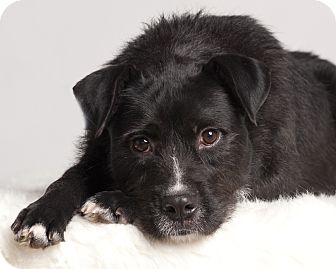 Terrier (Unknown Type, Medium) Mix Dog for Sale in Baton Rouge, Louisiana - Annie Terrier (Unknown Type, Medium) Mix Dog for Sale in Baton Rouge, Louisiana - Annie