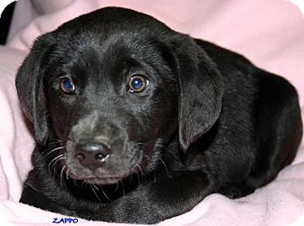 Cocker Spaniel/Labrador Retriever Mix Puppy for Sale in Glastonbury, Connecticut - Zappo~meet me!~ Cocker Spaniel/Labrador Retriever Mix Puppy for Sale in Glastonbury, Connecticut - Zappo~meet me!~