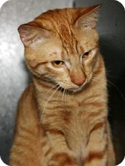 Domestic Shorthair Cat for Sale in North Highlands, California - Kittridge Domestic Shorthair Cat for Sale in North Highlands, California - Kittridge
