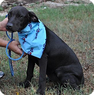 Labrador Retriever/Great Dane Mix Puppy for Sale in Pocahontas, Arkansas - Cupcake Labrador Retriever/Great Dane Mix Puppy for Sale in Pocahontas, Arkansas - Cupcake