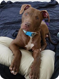 Labrador Retriever/American Bulldog Mix Dog for Sale in Sinking Spring, Pennsylvania - Tanner Labrador Retriever/American Bulldog Mix Dog for Sale in Sinking Spring, Pennsylvania - Tanner