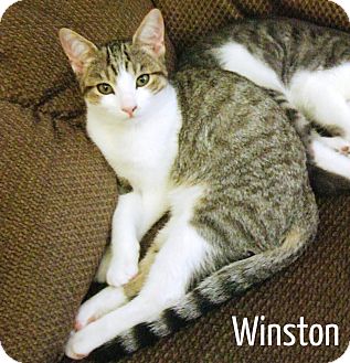Domestic Shorthair Kitten for Sale in Simi Valley, California - Winston Domestic Shorthair Kitten for Sale in Simi Valley, California - Winston