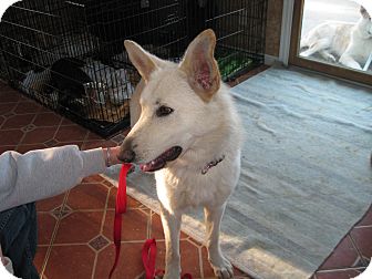 German Shepherd Dog Dog for Sale in Greeneville, Tennessee - Wenda German Shepherd Dog Dog for Sale in Greeneville, Tennessee - Wenda