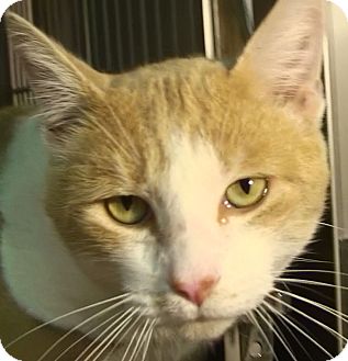 Domestic Shorthair Cat for Sale in El Cajon, California - O'Neil Domestic Shorthair Cat for Sale in El Cajon, California - O'Neil