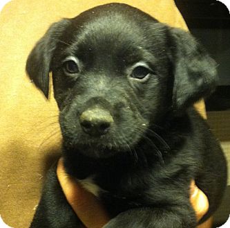 Shepherd (Unknown Type) Mix Puppy for Sale in Russellville, Kentucky - Annie Shepherd (Unknown Type) Mix Puppy for Sale in Russellville, Kentucky - Annie