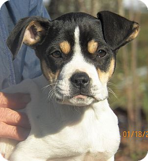 Boston Terrier/Terrier (Unknown Type, Small) Mix Puppy for Sale in Sussex, New Jersey - Bubbles Boston Terrier/Terrier (Unknown Type, Small) Mix Puppy for Sale in Sussex, New Jersey - Bubbles