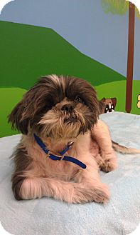Shih Tzu Mix Dog for Sale in New Windsor, New York - Willie Shih Tzu Mix Dog for Sale in New Windsor, New York - Willie