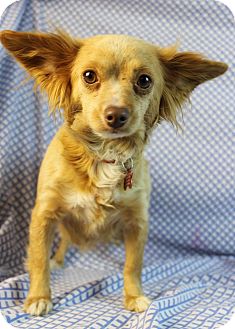 Chihuahua Mix Dog for Sale in Westminster, Colorado - Betty Chihuahua Mix Dog for Sale in Westminster, Colorado - Betty