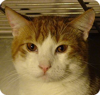 Domestic Shorthair Cat for Sale in El Cajon, California - Reuben Domestic Shorthair Cat for Sale in El Cajon, California - Reuben